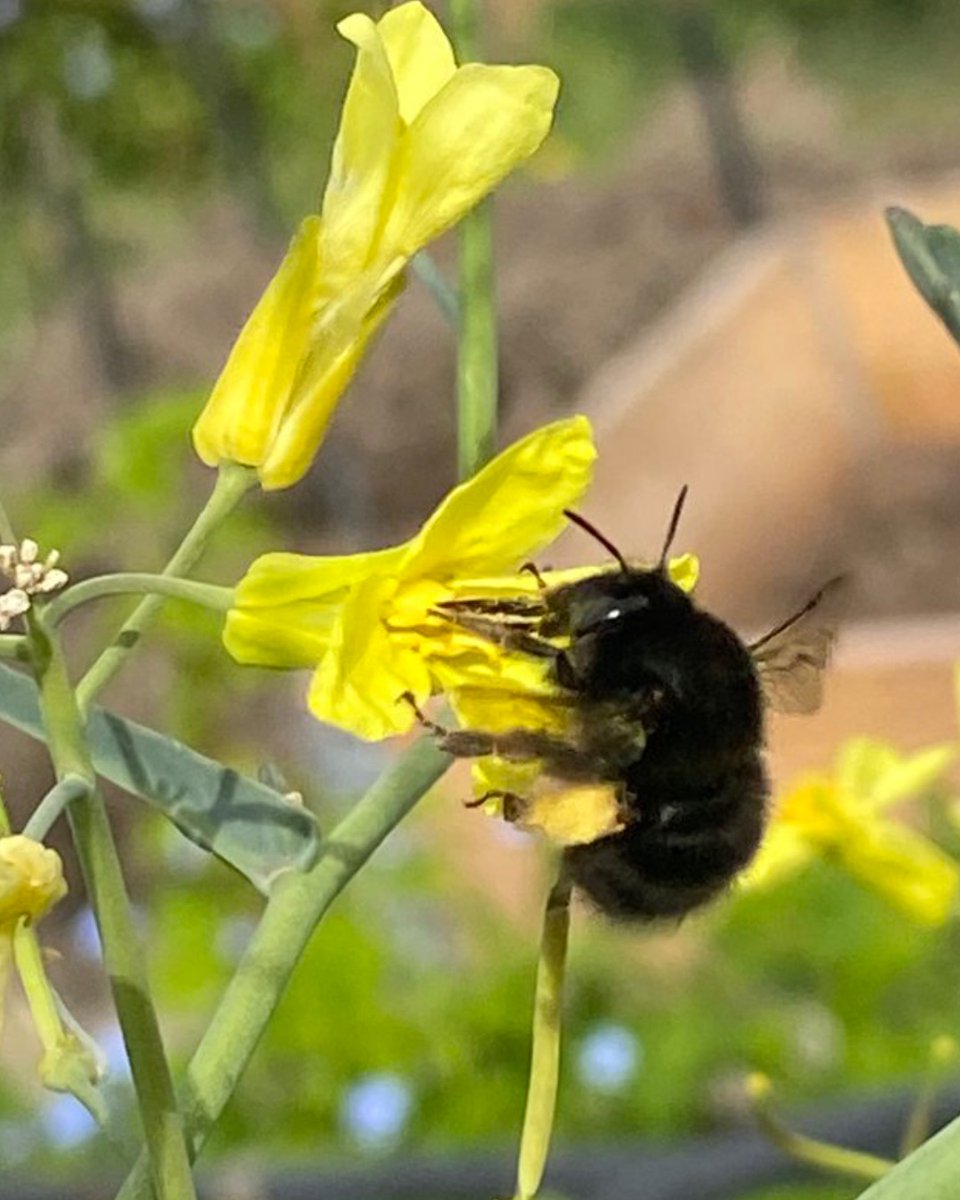 The female Hairy-footed flower bee, #HFFB looks rather like a small black bumblebee, with distinctive orange pollen baskets on her hind legs. These super fast little solitary bees are often the first to emerge, sometimes as early as February.