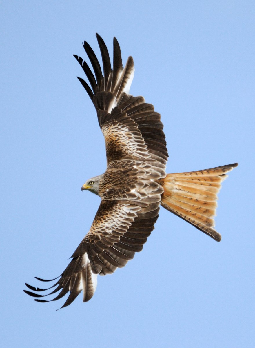 Some significant news to share this morning! A report we are releasing today concludes that it's very unlikely that the Red Kite population in Wales will decline from future onshore wind farm developments. See the link below for the full picture👉 mailchi.mp/bto/red-kites-…