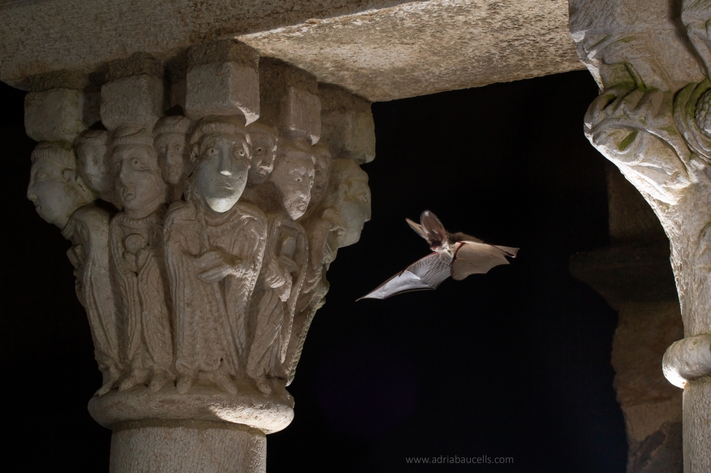 New Monday, new bat! This time the gray long-eared bat (Plecotus austriacus)! 🦇👂👂 A relatively abundant species in #Catalonia, where the largest known breeding roost is found in a #medieval #monastery in the coast! 🏰🌊 You can check it in our website:congressos.urv.cat/ebrs-2024/visi…