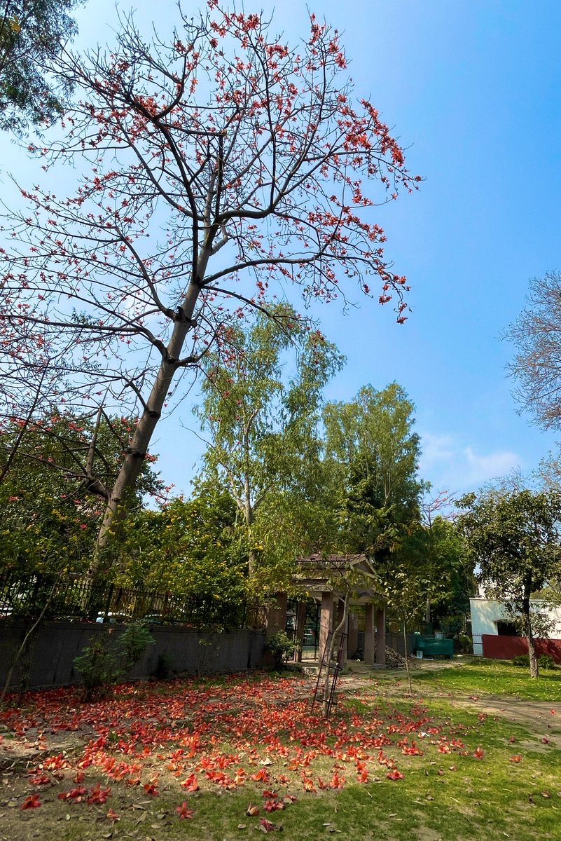 ParomaMukherjee's tweet image. Some serious luck to be able to wake up to this in this season. #Delhi #Semal #spring