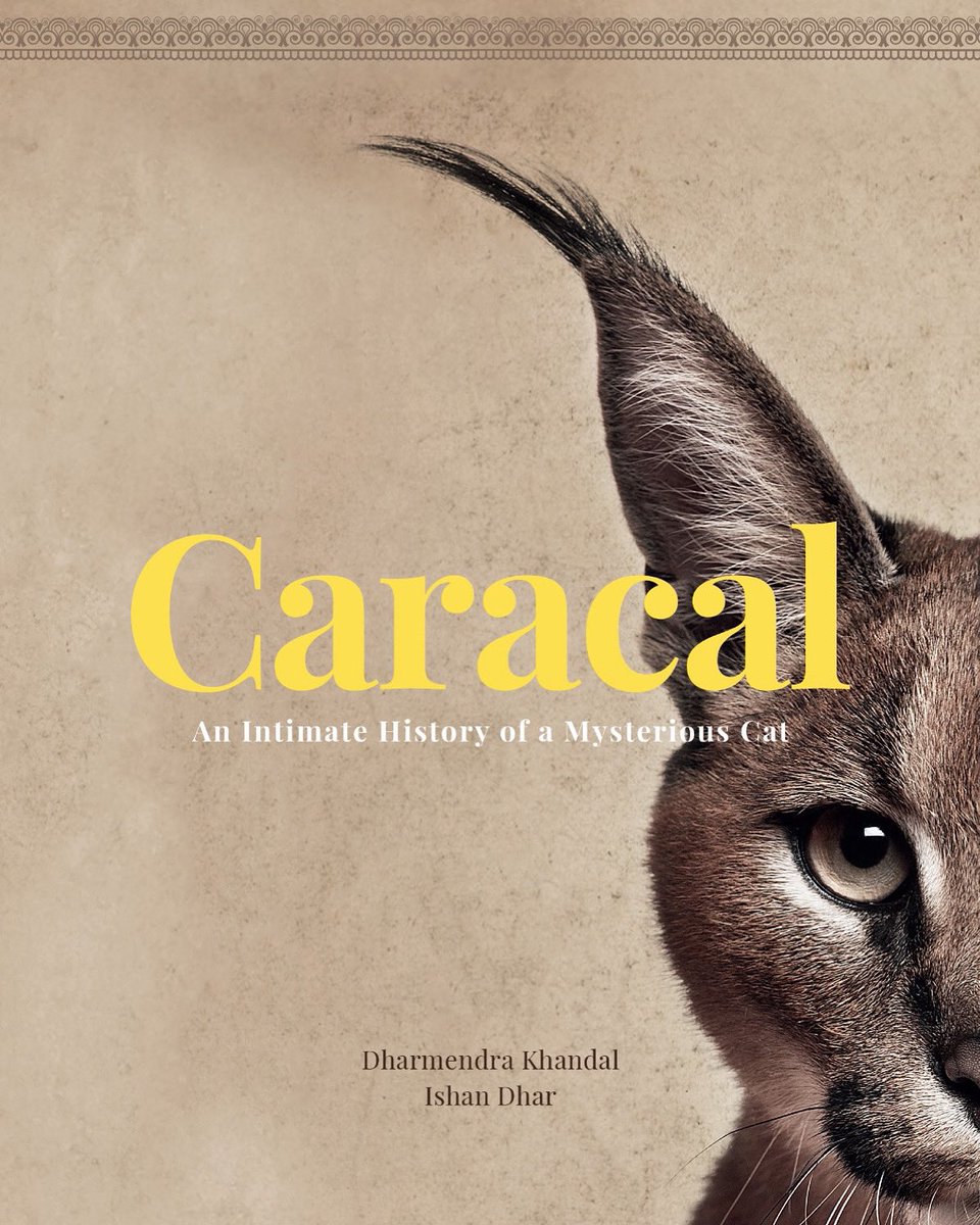 watch_tiger's tweet photo. We are delighted to announce that our book - Caracal: An Intimate History of a Mysterious Cat by Dr Dharmendra Khandal @dharmkhandal & Ishan Dhar @IshanDhar is finally available 🐾 🐾 #caracal #indianwildlife #smallcatsofindia https://t.co/xa4nH3NN8y https://t.co/4S9A83eHKp