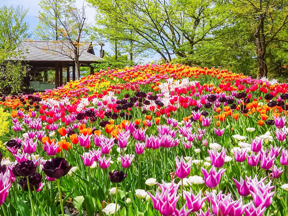Visit Toyama tweet media