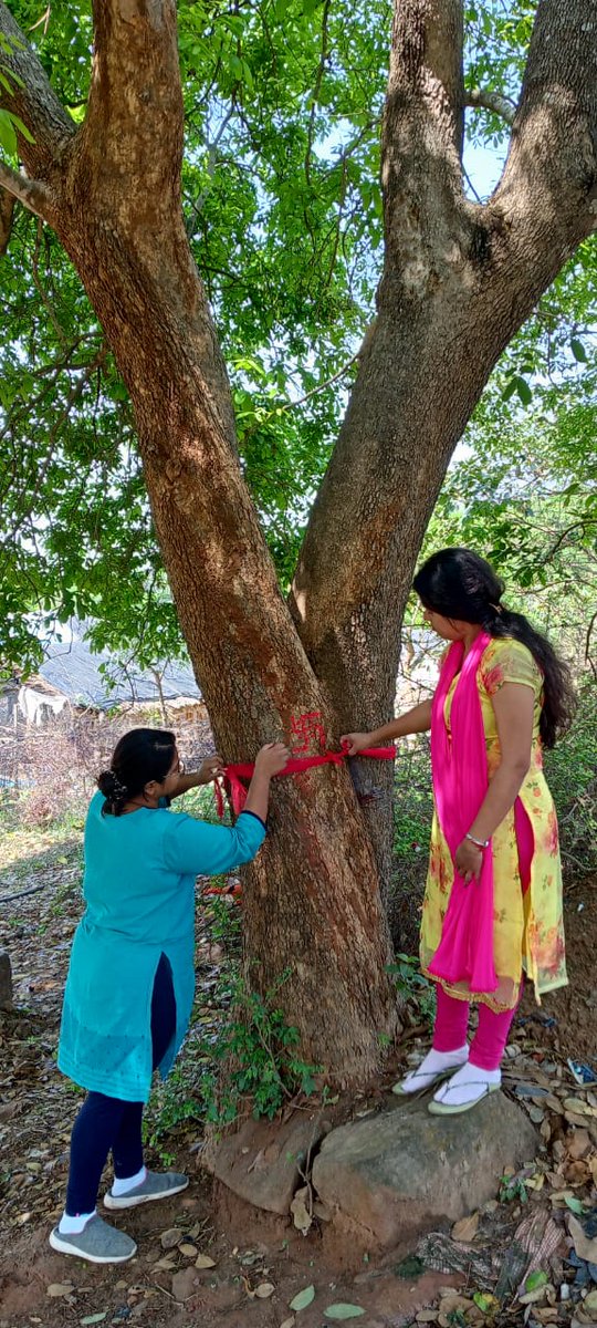 BiotechSanjeet's tweet photo. On the occasion of World Forestry Day, team APRF started worshipping the unique tree species in semi-urban, urban and rural areas of Cuttack, Odisha
#cuttackdm #CMO_Odisha #MoEFCC #UNDP #cuttack #Odisha #environment #ConservationEfforts #PCCF #Samajnews #samabd #odishapost https://t.co/yKA7PxlbDu