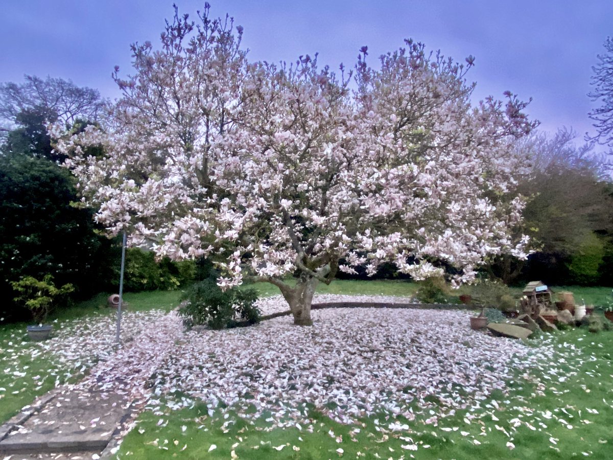 AUGUSTA As much as I love Augusta approaching, boy, having a magnolia tree in your garden has its constraints as well as its positives. _____________________ #howmuchareleafcollectors?