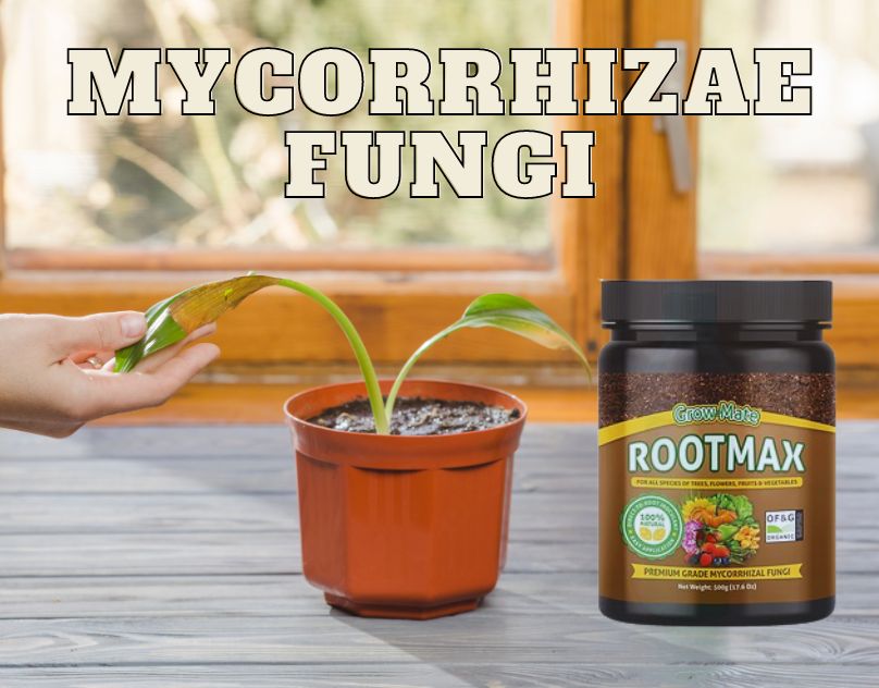 RMycorrhizae's tweet photo. Mycorrhizae Fungi and Sustainable Gardening🍀🌱🍃 #nature #Gardening #Mycorrhizae Certified for quality, this fungi forms symbiotic relationships with plant roots, improving nutrient uptake and overall plant health.
Try this now: https://t.co/sq6ZTZX6PA https://t.co/85EoaDxGWE