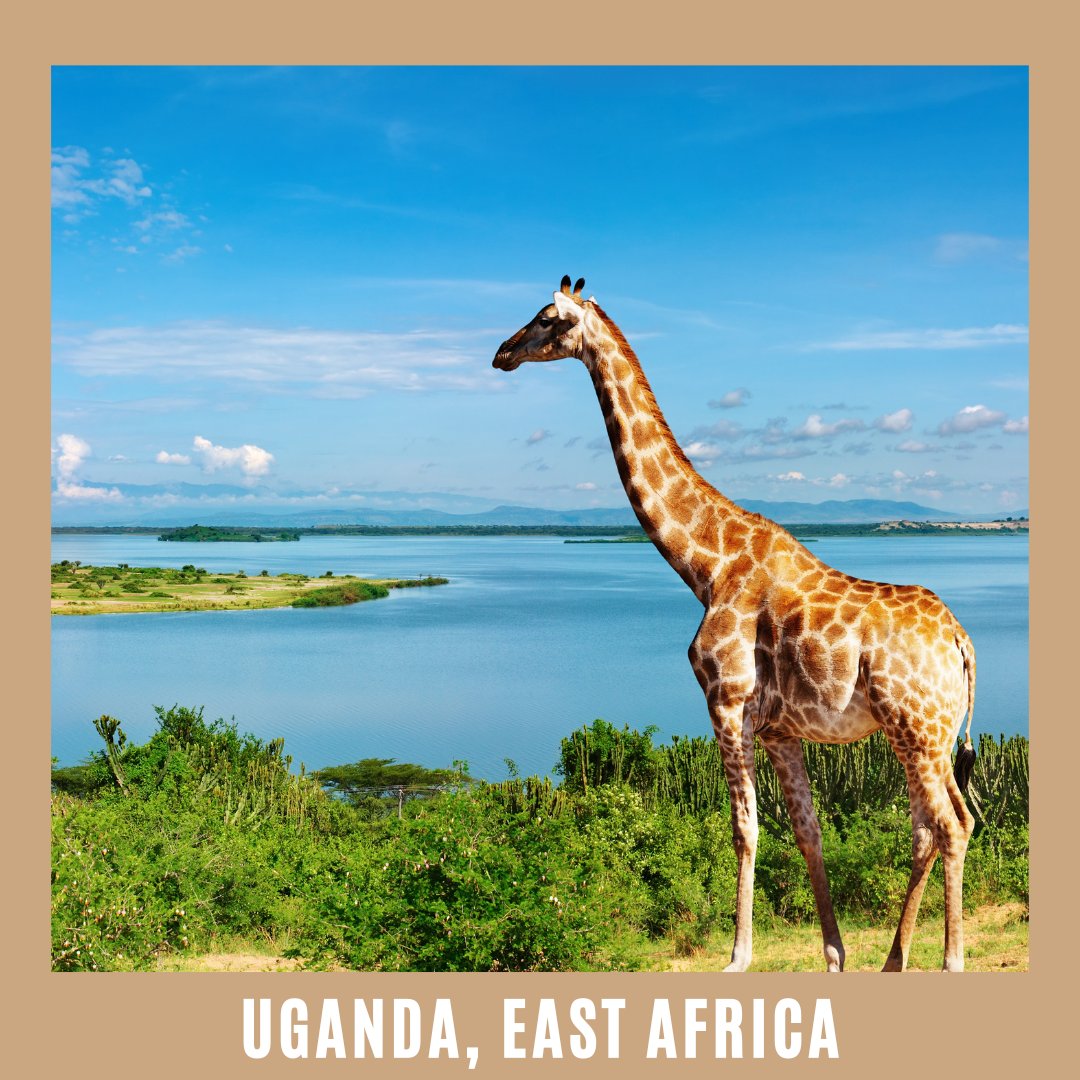 Embrace #Uganda, the heartbeat of #Africa! 🌍 From Kampala's vibrant streets to Lake Victoria's serene shores, Uganda is a tapestry of #culture, #nature, and #adventure waiting to be explored. 🦓🌿
.
#ugandatravel #visituganda #ugandalife #ugandawildlife