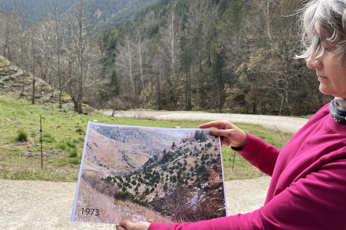 Cati_Girona's tweet image. 🔴 Faran una aclarida d&apos;arbres al Ripollès perquè la pluja no es quedi tant al bosc i vagi més aigua cap a la llera del riu Ritort, afluent del Ter.   

📷En una finca de 61 hectàrees a Molló trauran un de cada quatre pins que van replantar els anys 70.

catradio.cat/catinfo