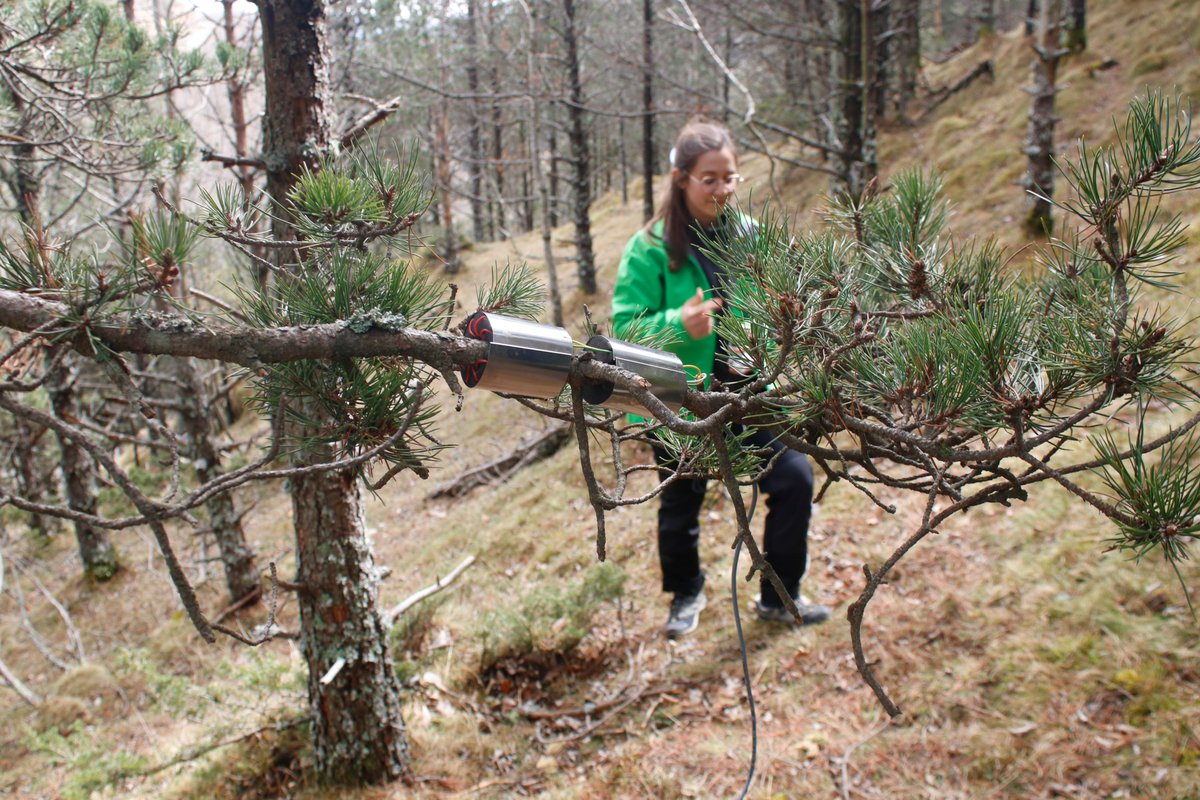 Cati_Girona's tweet image. 🔴 Faran una aclarida d&apos;arbres al Ripollès perquè la pluja no es quedi tant al bosc i vagi més aigua cap a la llera del riu Ritort, afluent del Ter.   

📷En una finca de 61 hectàrees a Molló trauran un de cada quatre pins que van replantar els anys 70.

catradio.cat/catinfo