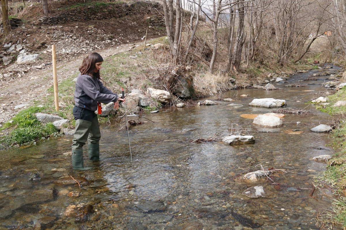 Cati_Girona's tweet image. 🔴 Faran una aclarida d&apos;arbres al Ripollès perquè la pluja no es quedi tant al bosc i vagi més aigua cap a la llera del riu Ritort, afluent del Ter.   

📷En una finca de 61 hectàrees a Molló trauran un de cada quatre pins que van replantar els anys 70.

catradio.cat/catinfo