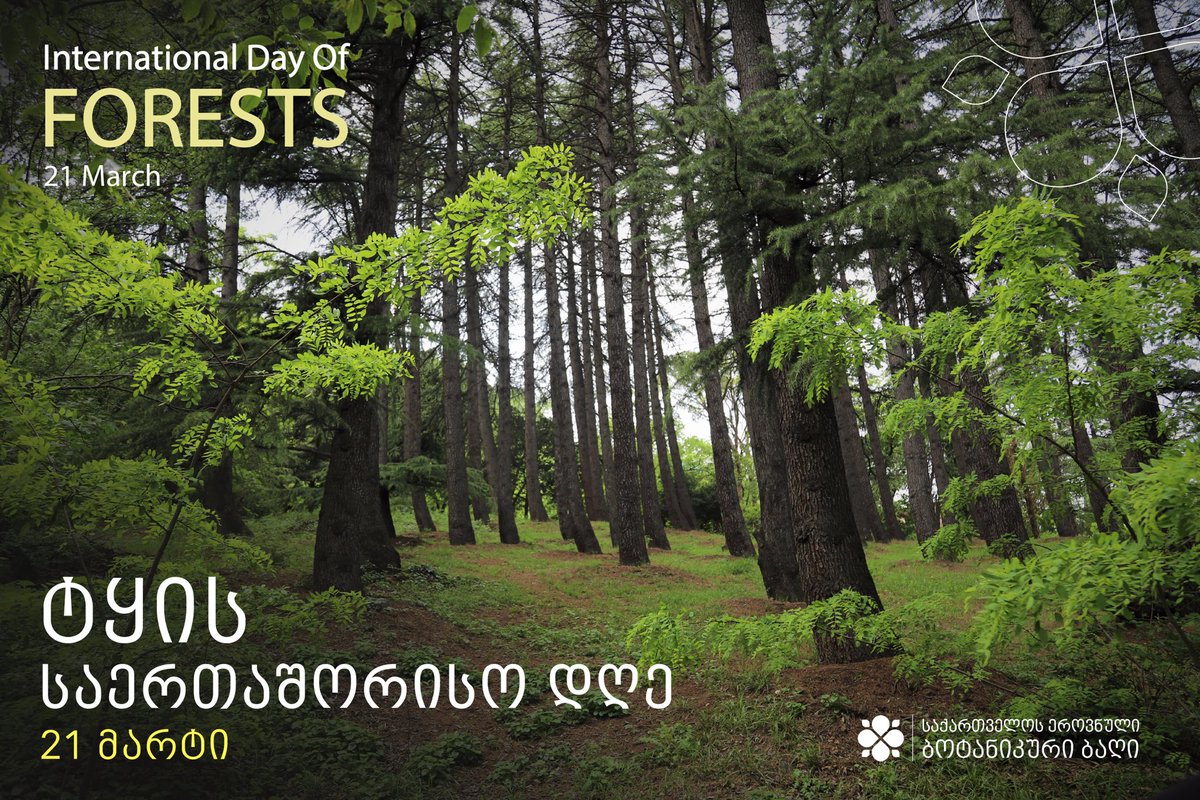 #ForestsDay 🌱🪵