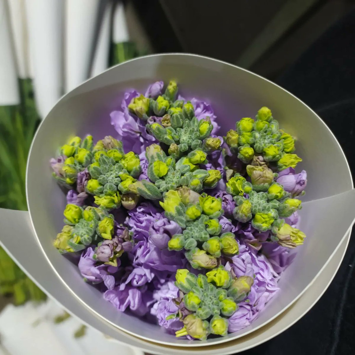 Matthiola
#flowers #flowersupply #yunnanflower