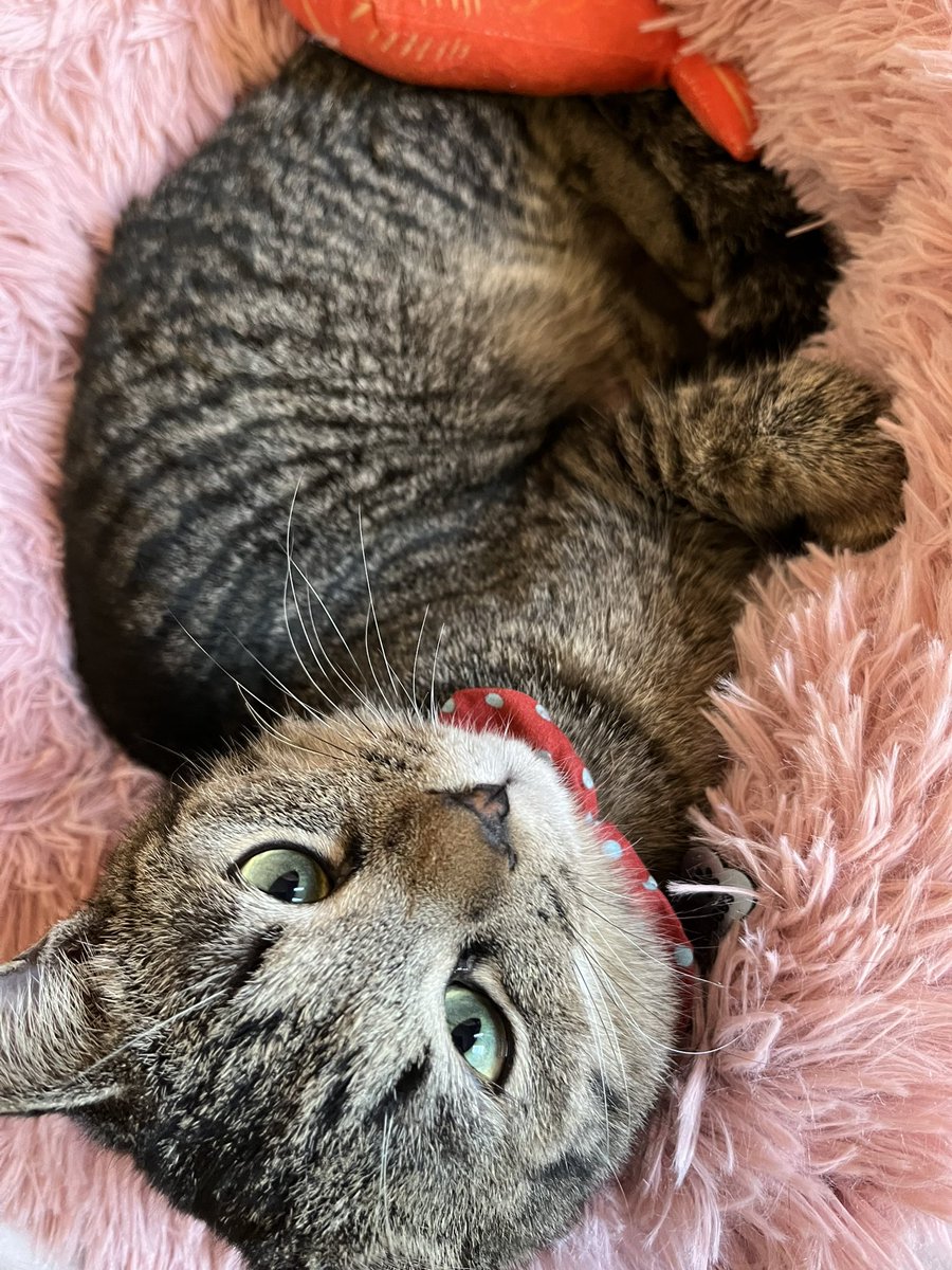 ももねこ tweet media