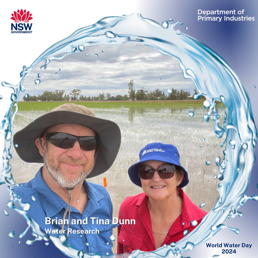 @nswdpi we're celebrating our water researchers on #wwd2024 'For the last decade we have worked together on improving the water productivity of rice grown in southern NSW. Rice grown in this area is the most water efficient in the world.' @BrianDunn1287 #waterproductivity