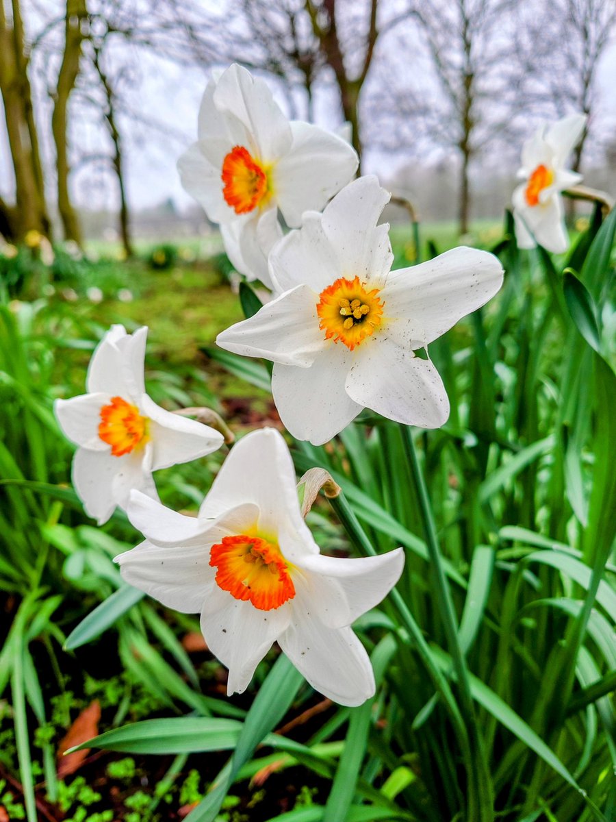 MonicaCrimmins's tweet photo. On a grey day splash it with colour ❤️💛 Thursday morning park walk @AlexParkMCR @RainorshineManc @AboutMcr #MANCHESTER https://t.co/RLX7hkL1rv