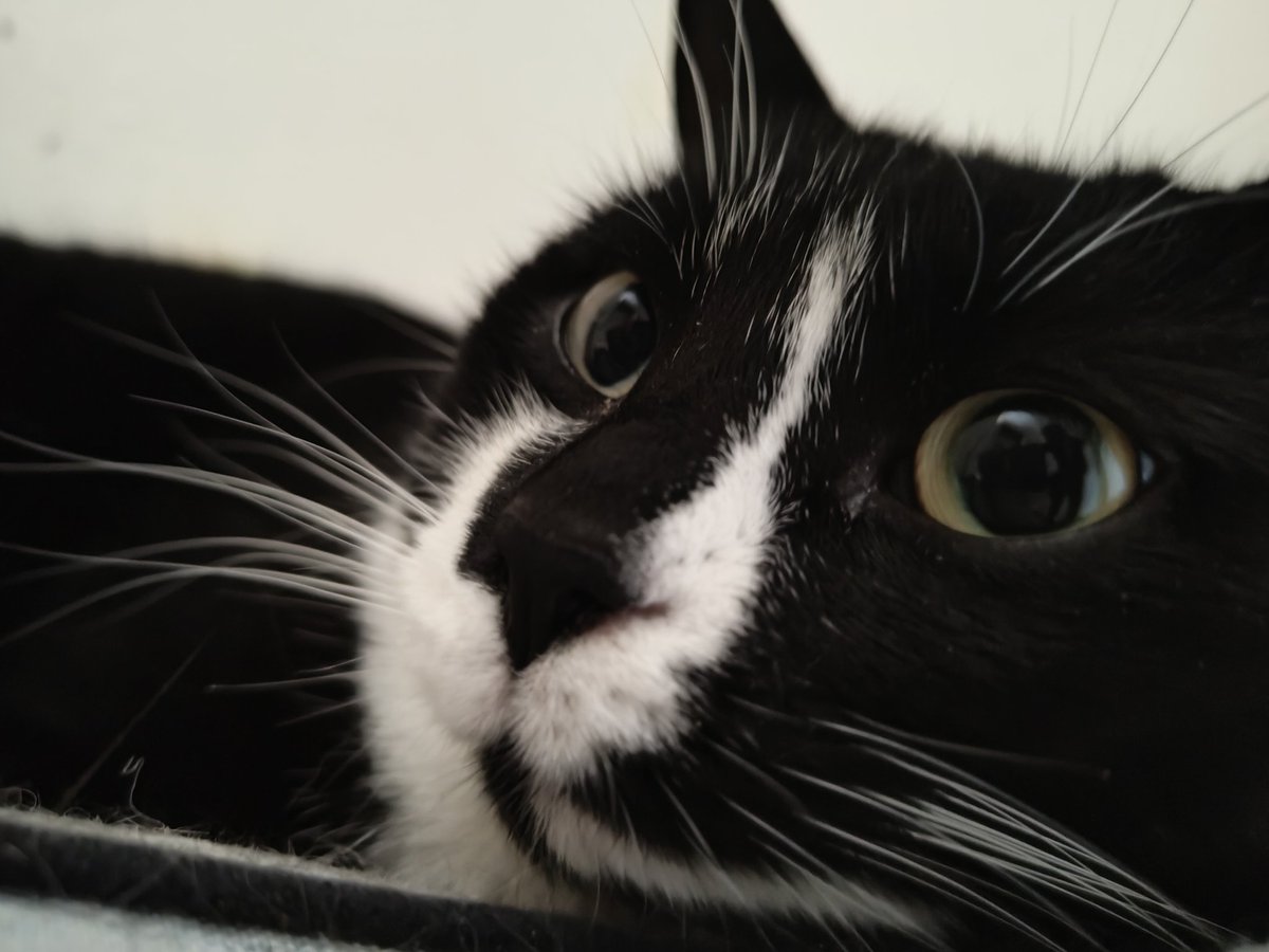 LyzGameArt's tweet photo. Get observed nerd https://t.co/hq4a2s1Qpl