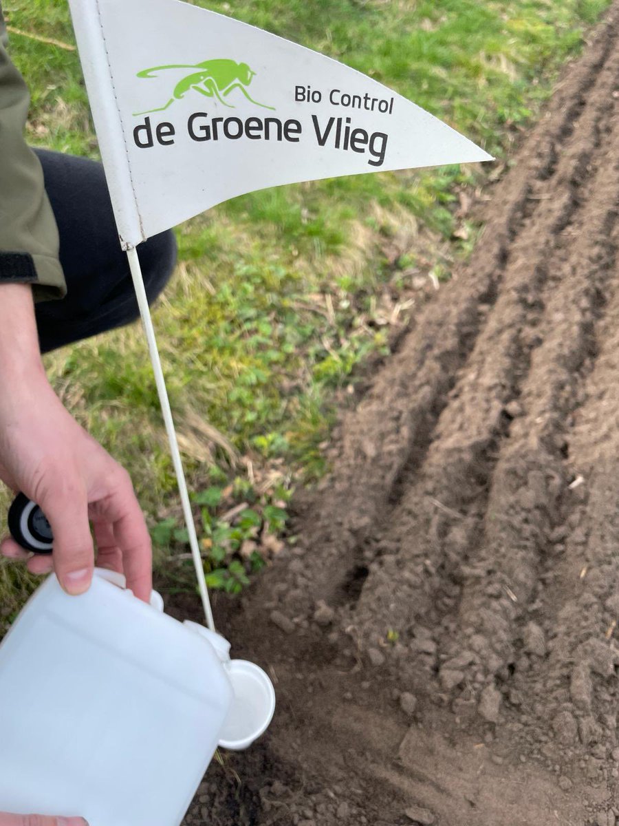 Jaap_Jonker9's tweet image. De eerste valgroepen zijn geplaatst voor bonenvliegmonitoring en uienvlieg beheersing #SIT @DeGroeneVlieg #biologischebestrijding #uien #kwaliteit #aanmeldenkannog @AkkerTweet @nieuweoogstnl #GLB #ecoregeling