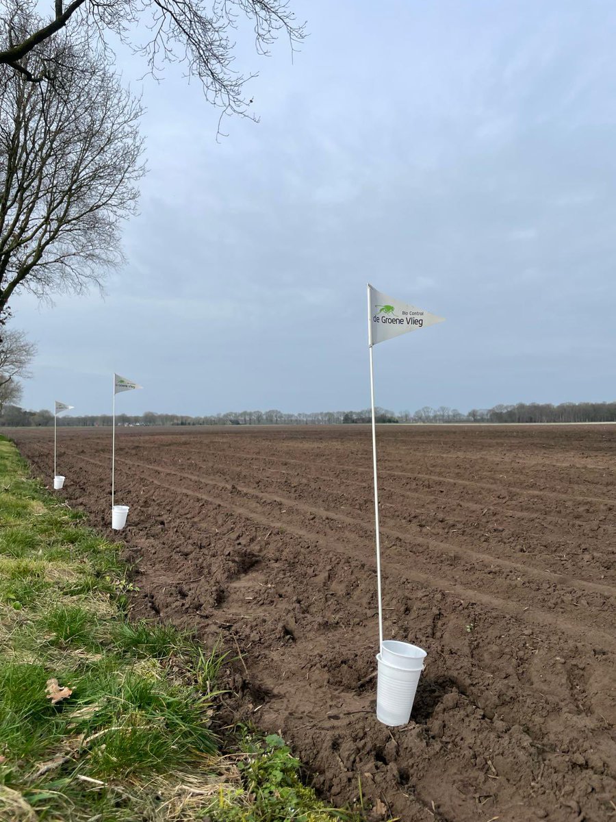 Jaap_Jonker9's tweet image. De eerste valgroepen zijn geplaatst voor bonenvliegmonitoring en uienvlieg beheersing #SIT @DeGroeneVlieg #biologischebestrijding #uien #kwaliteit #aanmeldenkannog @AkkerTweet @nieuweoogstnl #GLB #ecoregeling