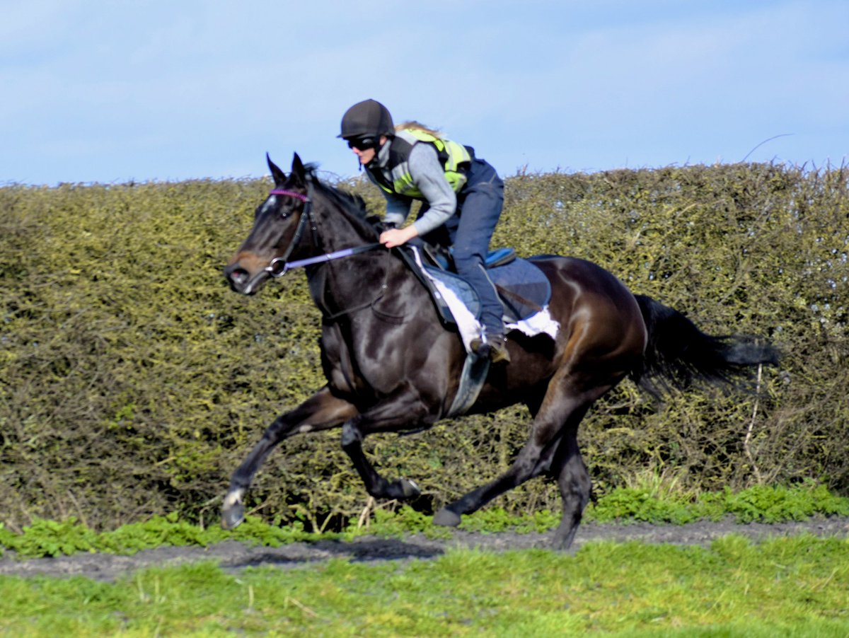 Happier on the gallops this week. #TimEasterby #RealityPartners