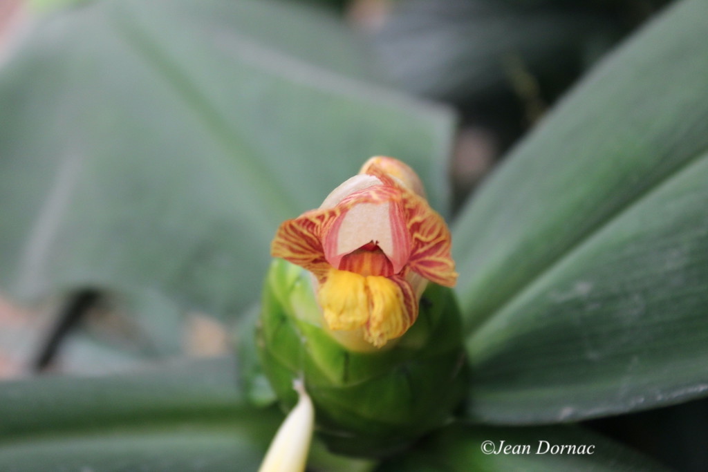 JeanDornac's tweet image. Voilà une fleur, l’abutilon strié, qui me fait penser à une bouche ouverte qui nous tire la langue... #penser #bouche #ouverte #tire #langue #2016 #parc #têteOr #Lyon
