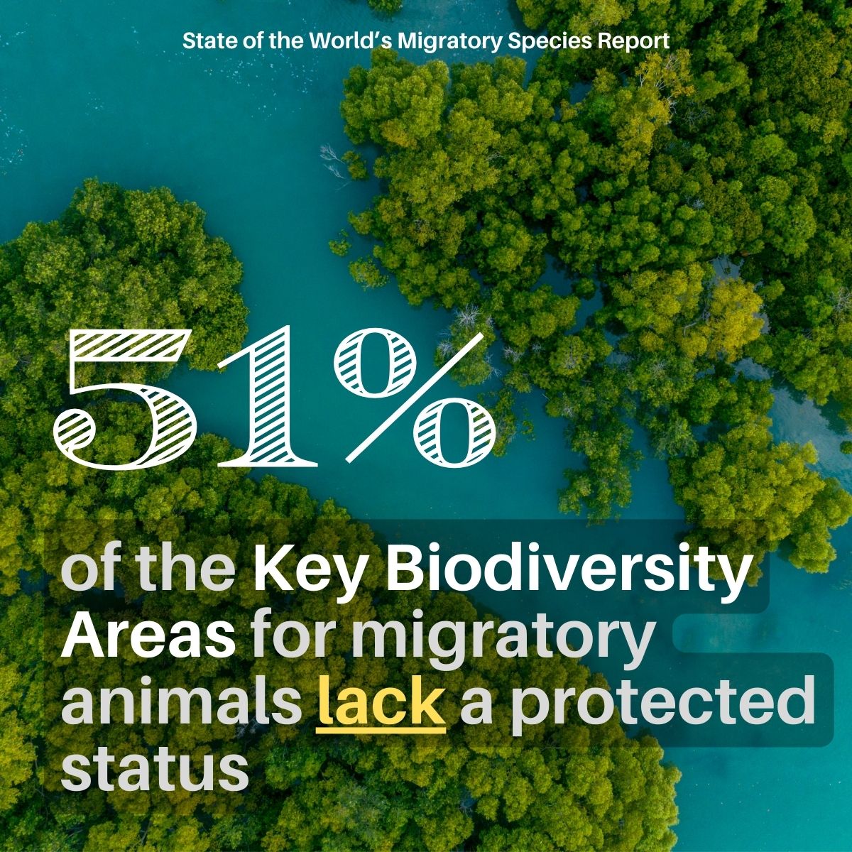 Today is International #ForestDay! 🌳

Forests provide important habitat & Key Biodiversity Areas for migratory animals.

But many of these areas lack a  protected status!

See latest UN Report on the State of the World's #migratoryspecies.

cms.int/en/publication…