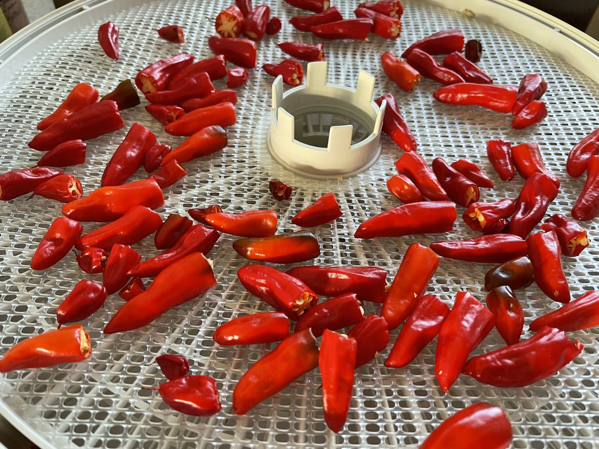 I’m calling it: Best chilli season ever. And this is the last of it. #tasmania