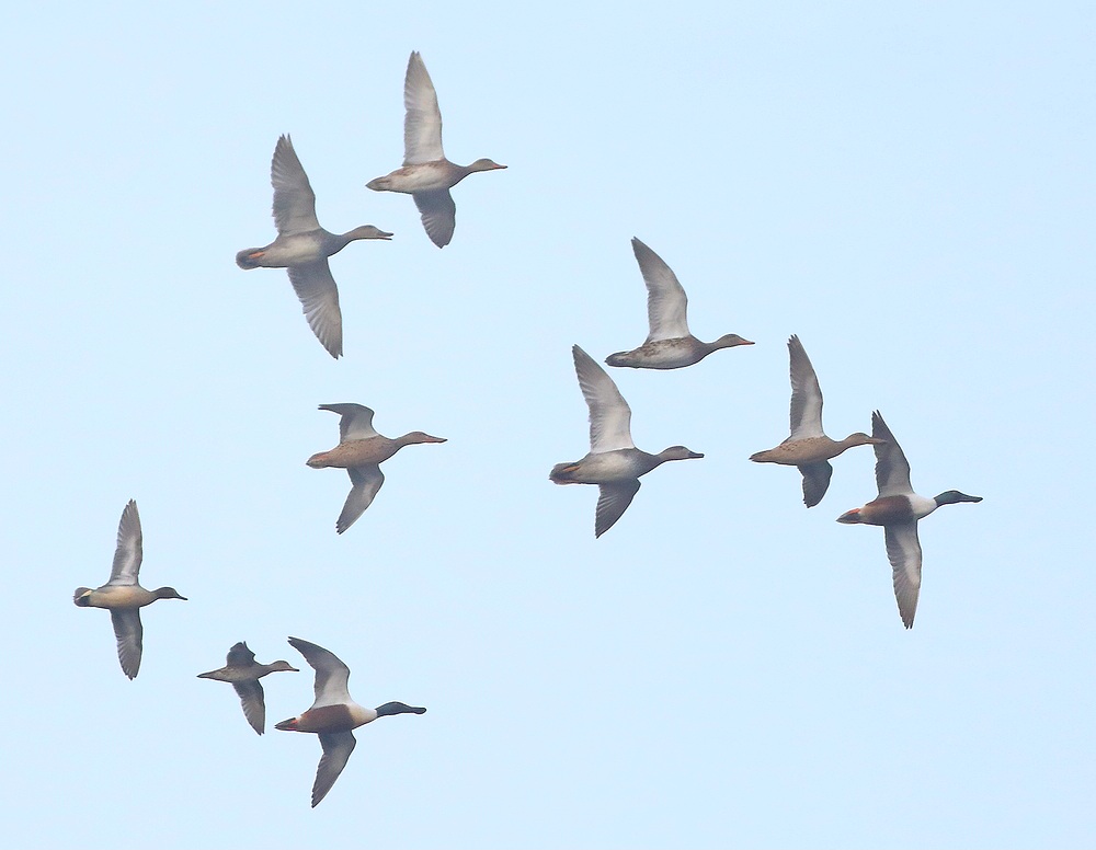 Eenden zijn nu op #vogeltrek dat doen ze vaak in gemengde groepen, maar ze hebben wel een voorkeur voor de samenstelling. Op de foto krakeend, wintertaling en natuurlijk...