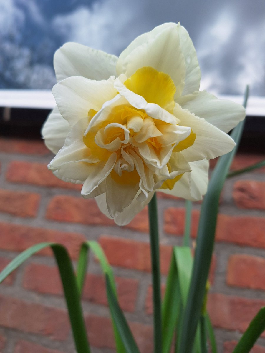 luciennederoos's tweet photo. #lente in de #geveltuin @Buurtstation https://t.co/OTAkHNRy3m