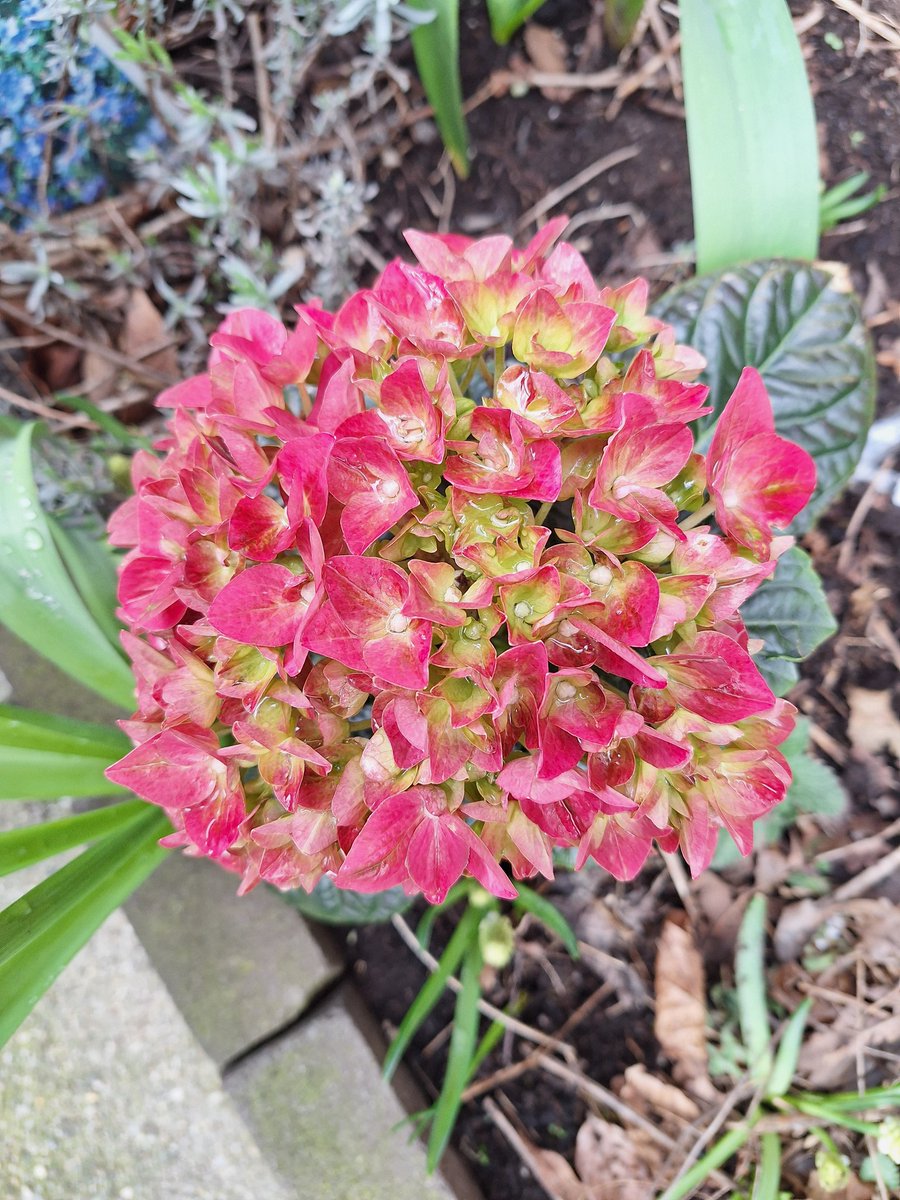 luciennederoos's tweet photo. #lente in de #geveltuin @Buurtstation https://t.co/OTAkHNRy3m