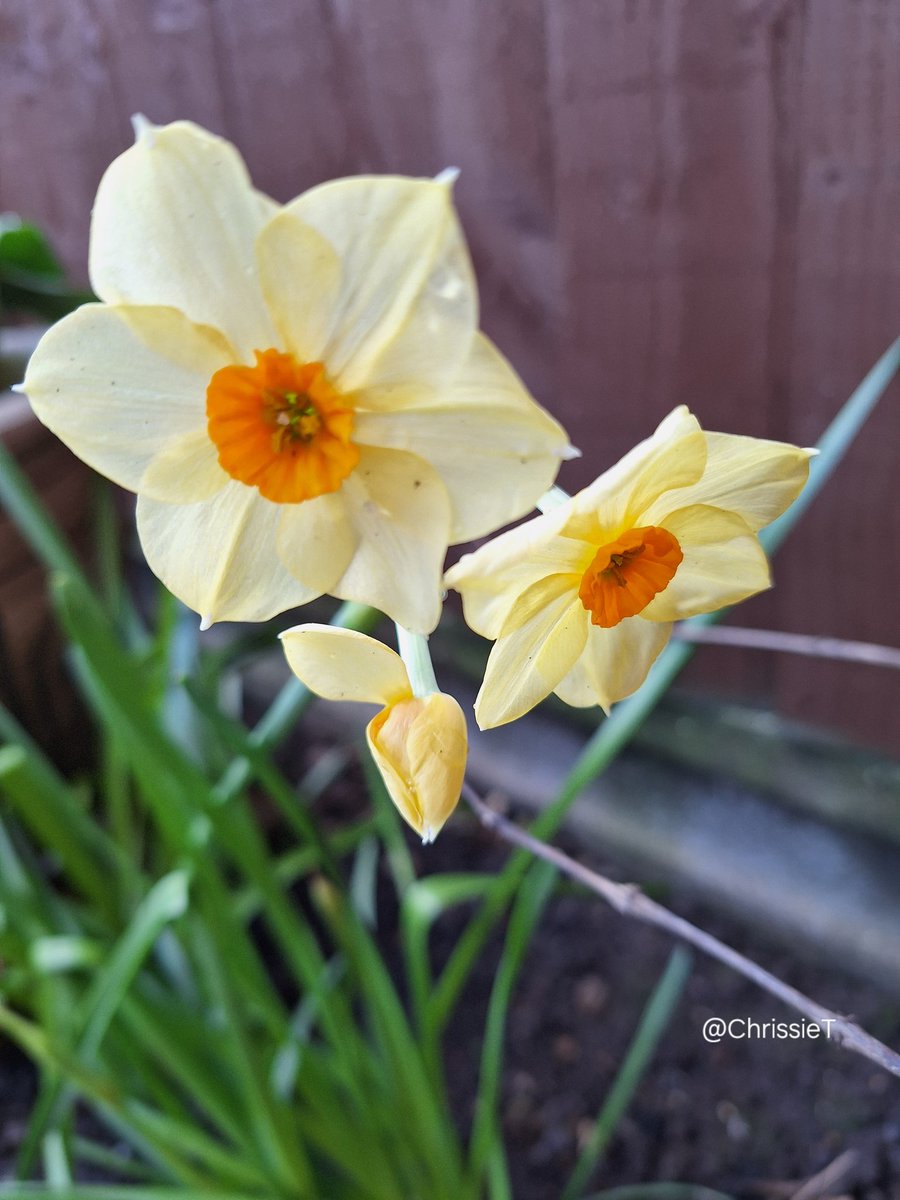 Good morning. Hope you all have a lovely Thursday whatever you have planned. Enjoy. 
          💛🌼🌿💛🌿🌼💛
#Flowers #MyGarden #Gardening #GardeningTwitter #GardeningX
