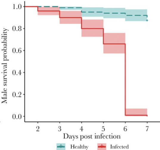 BehavEcol's tweet photo. Low sex drive and choosy females: fungal infections are a reproductive downfall for male house flies
#invertebrate #fungus #infection #MatingBehavior
https://t.co/p7Rz43Es3H https://t.co/Tut5b3zi8c