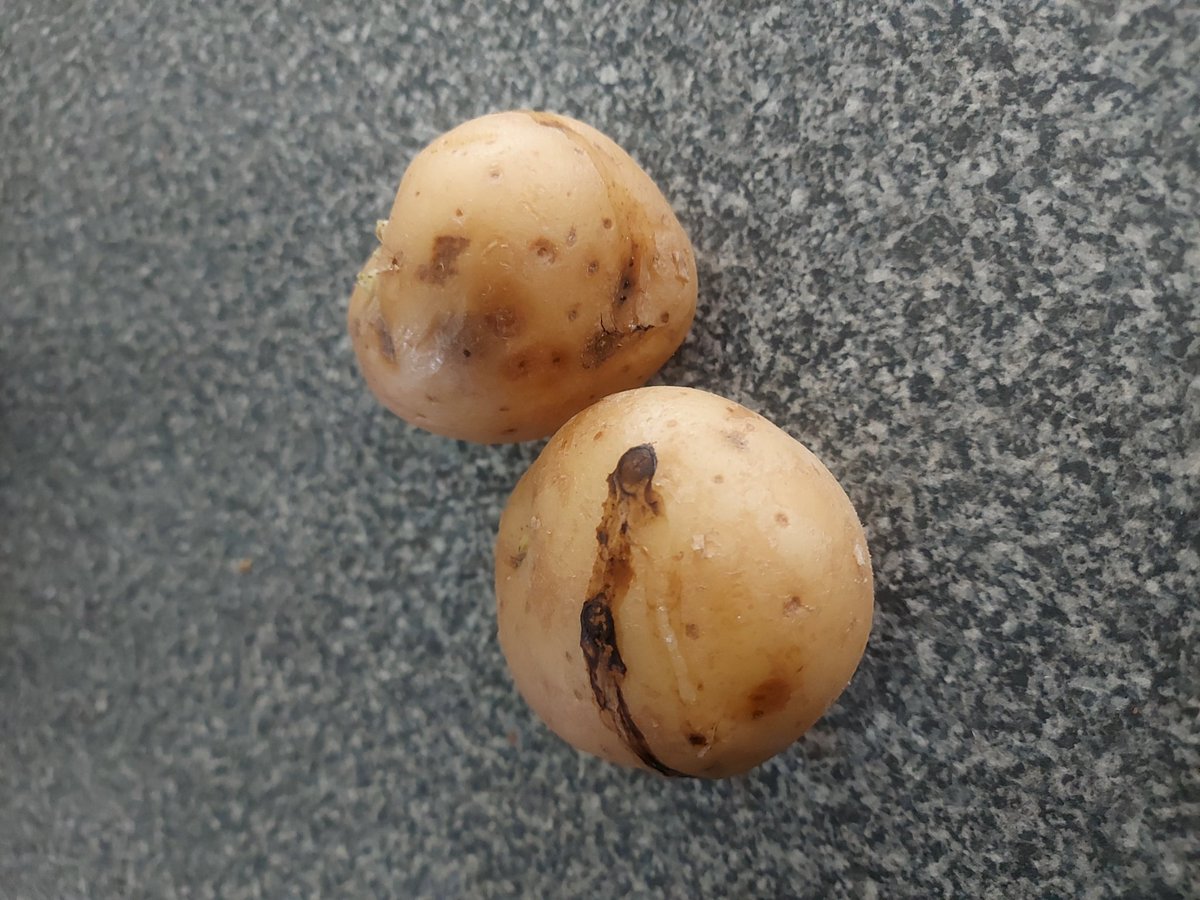 Appelography's tweet photo. @WOOLWORTHS_SA I send an email last week via the Woolworths App as I had purchased my veggies for the month on Tuesday the 5th of March at the Woolies Food Grayston Shopping Centre.
This has been by far the worst purchase sofar. https://t.co/eiB0f9muhk