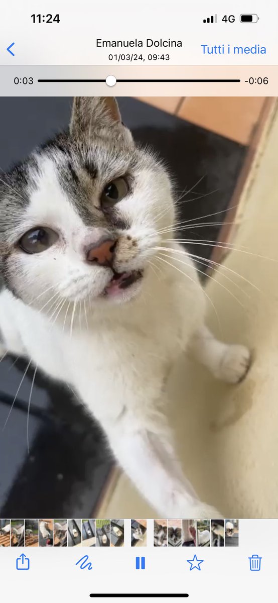 Ormai sono quasi arresa sulla speranza che venga adottata, ma Dolcina desidera molto una casa. Intanto eccola❤️