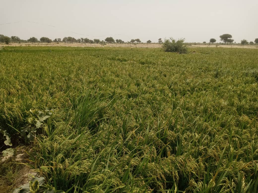 WHH Niger-Welthungerhilfe tweet media