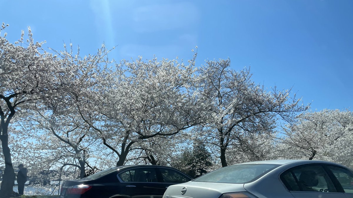 ahyder1's tweet photo. Lovely drive to #DC with #CherryBlossoms & tourists all over 👍 @GWpublichealth neighborhood in full bloom 🙏🏼 #CommutersLife #TravelingProf @CCDH_GWSPH https://t.co/8O2T3oMB5f