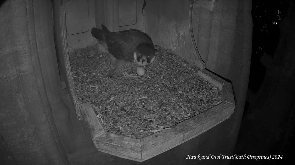 St Johns Bath Peregrines - First Bath Peregrines egg of 2024 laid at 23:19 on 20 March. Watchlive: hawkandowltrust.org/live-cameras/b…