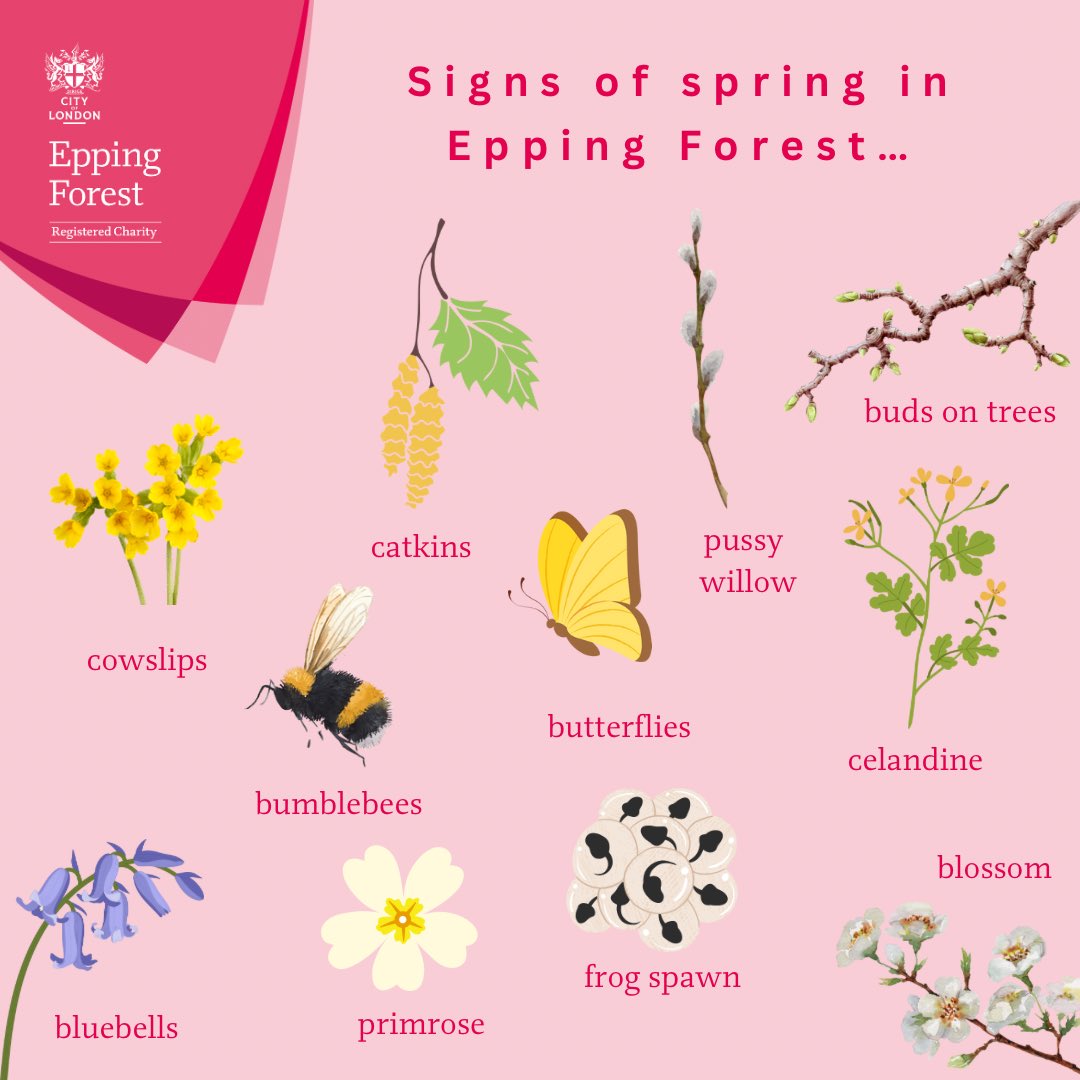 CoLEppingForest's tweet photo. Now we are the other side of the #VernalEquinox, #Spring is definitely springing in #EppingForest.
Yesterday there was an abundance of blossom๐ธ, fresh ๐ฑ growth on the trees, catkins aplenty, ๐ emerging & yellow brimstones ๐ฆfluttering in the โ๏ธ. #EppingForestSpring24
๐๐ณ https://t.co/wlXRxZXXwl