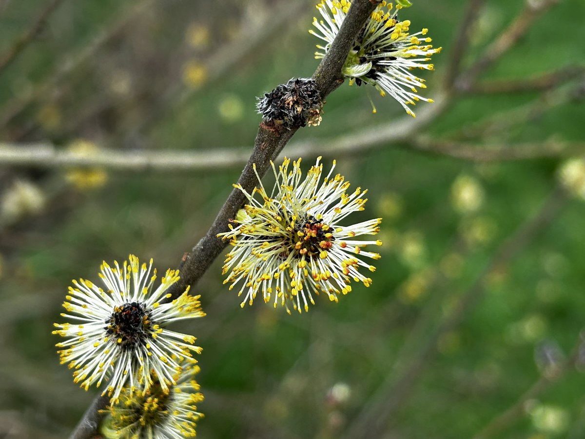 CoLEppingForest's tweet photo. Now we are the other side of the #VernalEquinox, #Spring is definitely springing in #EppingForest.
Yesterday there was an abundance of blossom๐ธ, fresh ๐ฑ growth on the trees, catkins aplenty, ๐ emerging & yellow brimstones ๐ฆfluttering in the โ๏ธ. #EppingForestSpring24
๐๐ณ https://t.co/wlXRxZXXwl