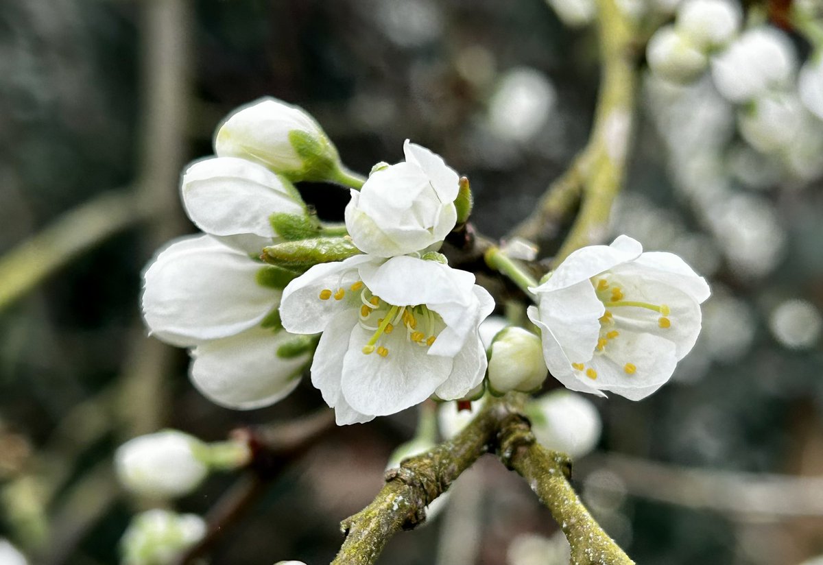 CoLEppingForest's tweet photo. Now we are the other side of the #VernalEquinox, #Spring is definitely springing in #EppingForest.
Yesterday there was an abundance of blossom๐ธ, fresh ๐ฑ growth on the trees, catkins aplenty, ๐ emerging & yellow brimstones ๐ฆfluttering in the โ๏ธ. #EppingForestSpring24
๐๐ณ https://t.co/wlXRxZXXwl