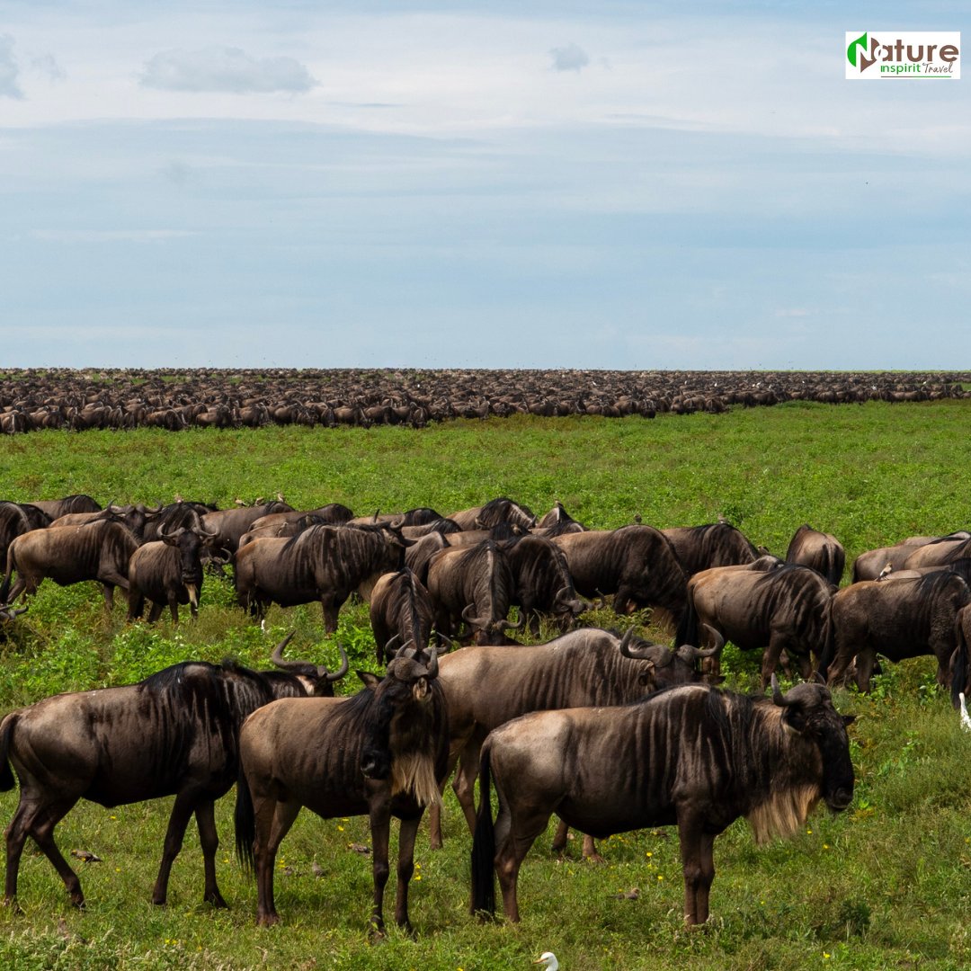 NatureinSpirit3's tweet photo. Discover more than 2 million animals on the Wildebeest migratory journey. If you are looking for amazing Safari Serengeti National Park should be on your bucket list. 

#wildebeest #wildlife #africa #safari #wildlifephotography #nature #wildebeestmigration #tanzania #serengeti https://t.co/zEfECOQhuZ