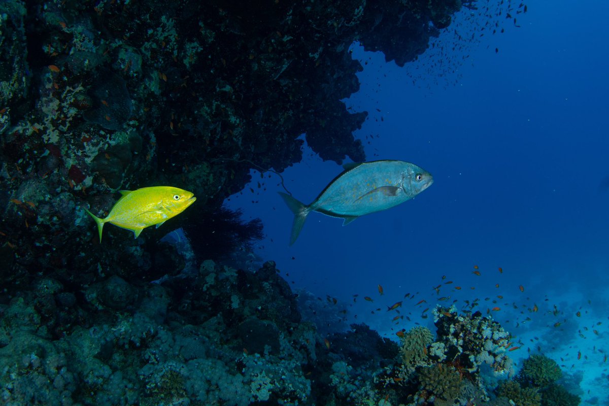 SeaTroops's tweet photo. GM beautiful people 🤩 

Sea Troops #NFTs &amp; #Ordinals 
Where art meets purpose! 🎨🌊 Explore our collection capturing the magic of underwater life. 🐠 Every #NFT sale propels us toward cleaner oceans and a greener future. Dive in and make a positive splash! 🌍💙
#nftcollectors https://t.co/OTPCol21uH
