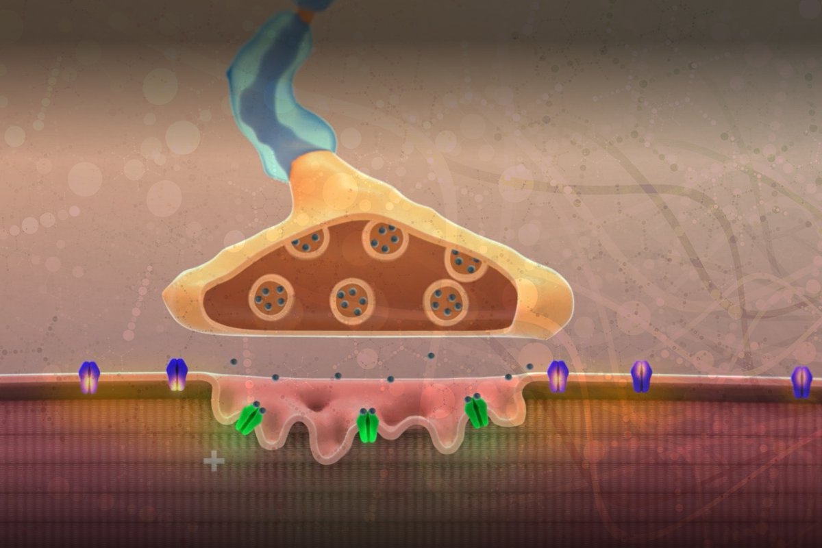 We’re excited to announce a new #publication in @ScienceTM which establishes CIC-1 inhibition as a novel therapeutic approach to improve muscle function and symptoms of #MG and, potentially, in other #NeuromuscularDiseases. For more: science.org/doi/10.1126/sc…