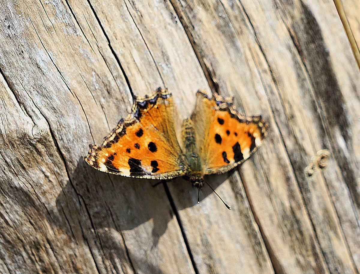 Large Tortoiseshell showing well again today, in the favoured spot.