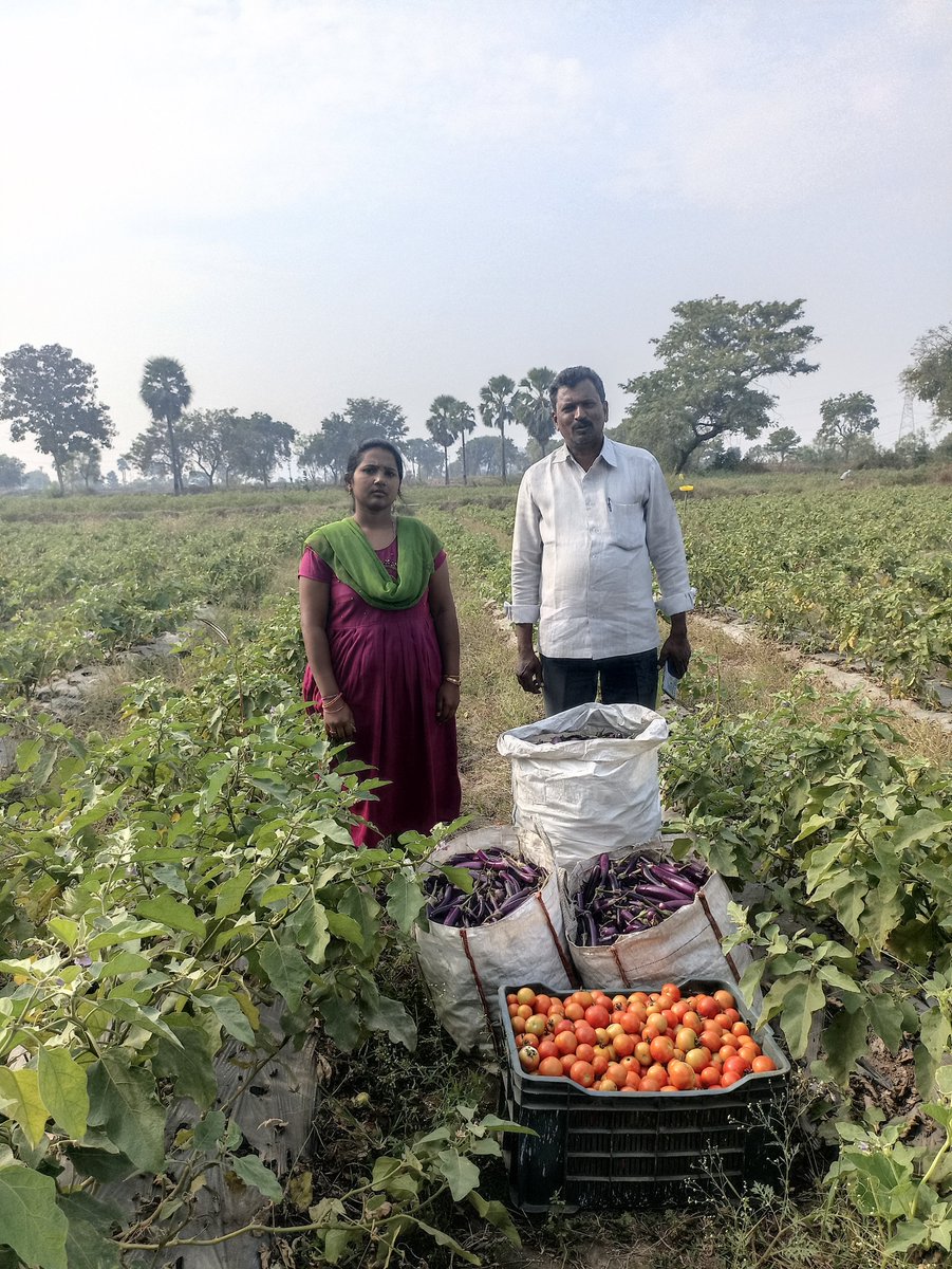 PDATMAKNR's tweet photo. రైతు విజయ గాథ:- కూరగాయ పంటలు (టమాట &amp; వంకాయ) సాగు చేస్తూ అధిక లాభాలు పొందుతున్నవీణవంక మండలంలోని కోర్కల్ గ్రామానికి చెందిన రైతు శ్రీ. కలిపాక తిరుమల్ కుమార్ గారు. @Collector_KNR https://t.co/ea2KbuV10L