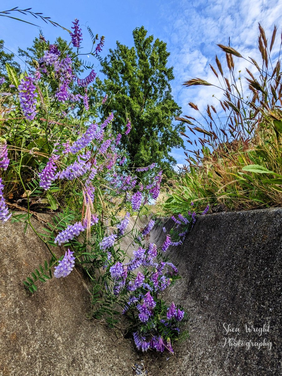 Urban Nature. Shot May 28th 2023. Have a great day X'ers. 
.
#wildflowerphotography #concreteflower #stormdrain #urbannature #urbanphotography #vallejoca #photooftheday #artist