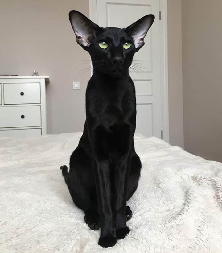 ShouldHaveCat's tweet photo. sorry i cant be her https://t.co/3gDPKOiF2D