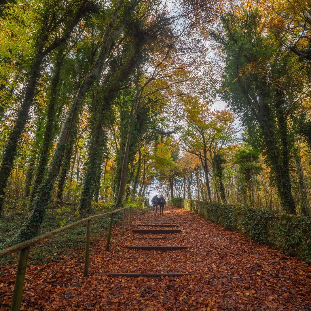 We can't let #InternationalDayOfForests pass without a special mention of our neighbour - Friston Forest. Regular visitors will be aware what awaits at the top of the 'stairway to heaven.' #SevenSisters #FristonForest #EnglishTourismWeek