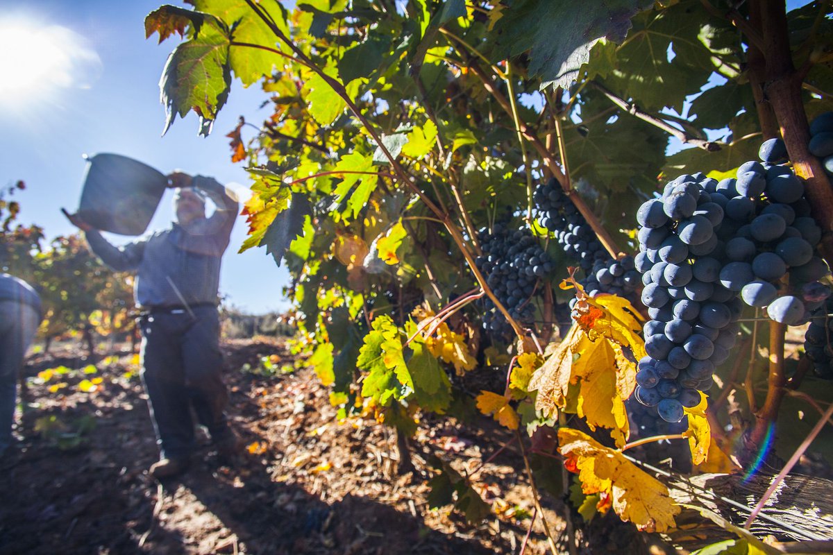 El 62 % de la producción vinícola mundial proviene de la Unión Europea

<a href="/wine_ceev/">CEEV</a>

ow.ly/16XF50QXNsR