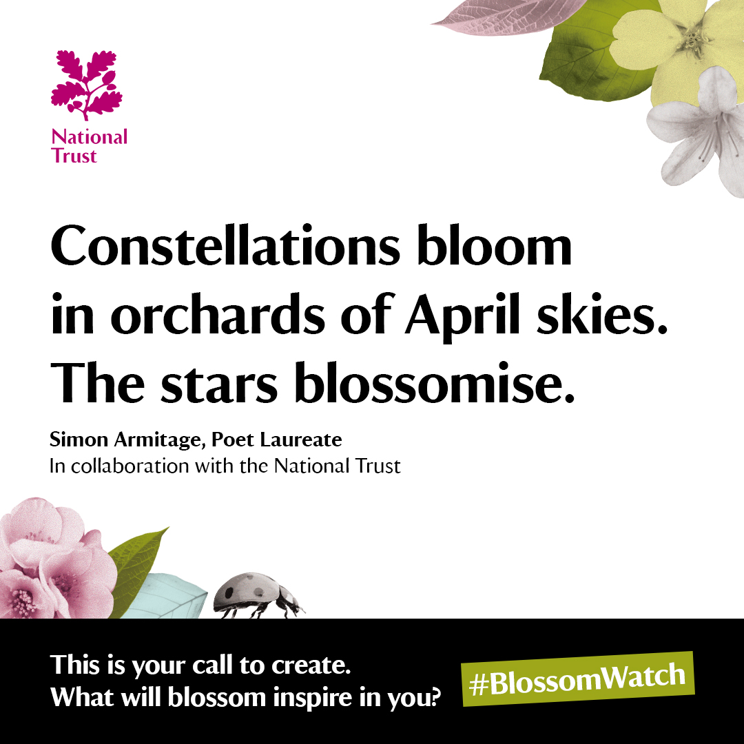 This #WorldPoetryDay we're celebrating our collaboration with Poet Laureate Simon Armitage, who's created a collection of poems and haikus inspired by the blossom season. Read more, here: nationaltrust.org.uk/discover/bloss… #BlossomWatch