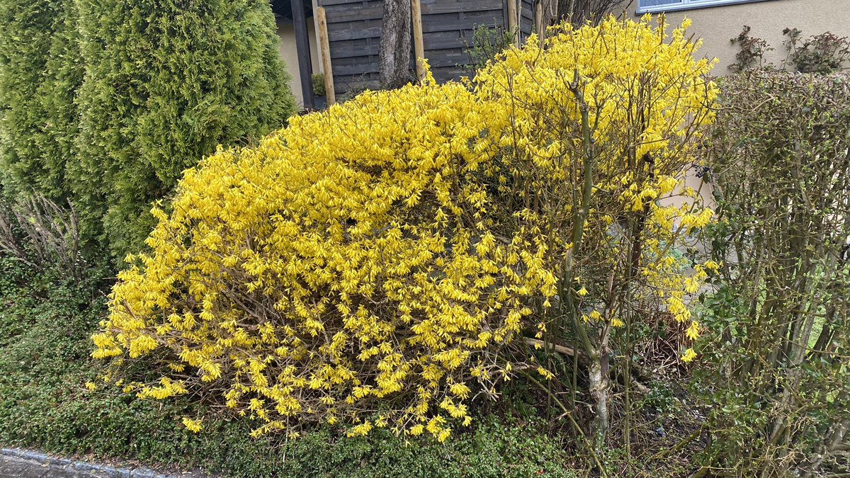 Ah forsythia, the starter’s pistol of spring! Bursting out here in Appenzell CH 😍