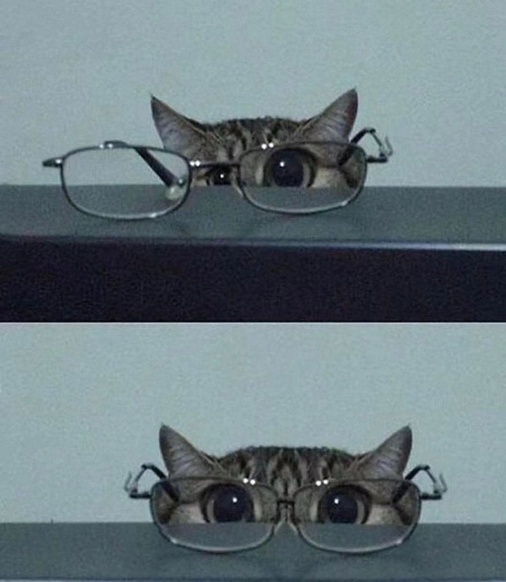Punch Cat (@punchingcat) on Twitter photo 